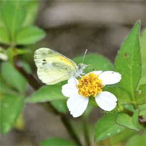 dainty sulphur butterfly